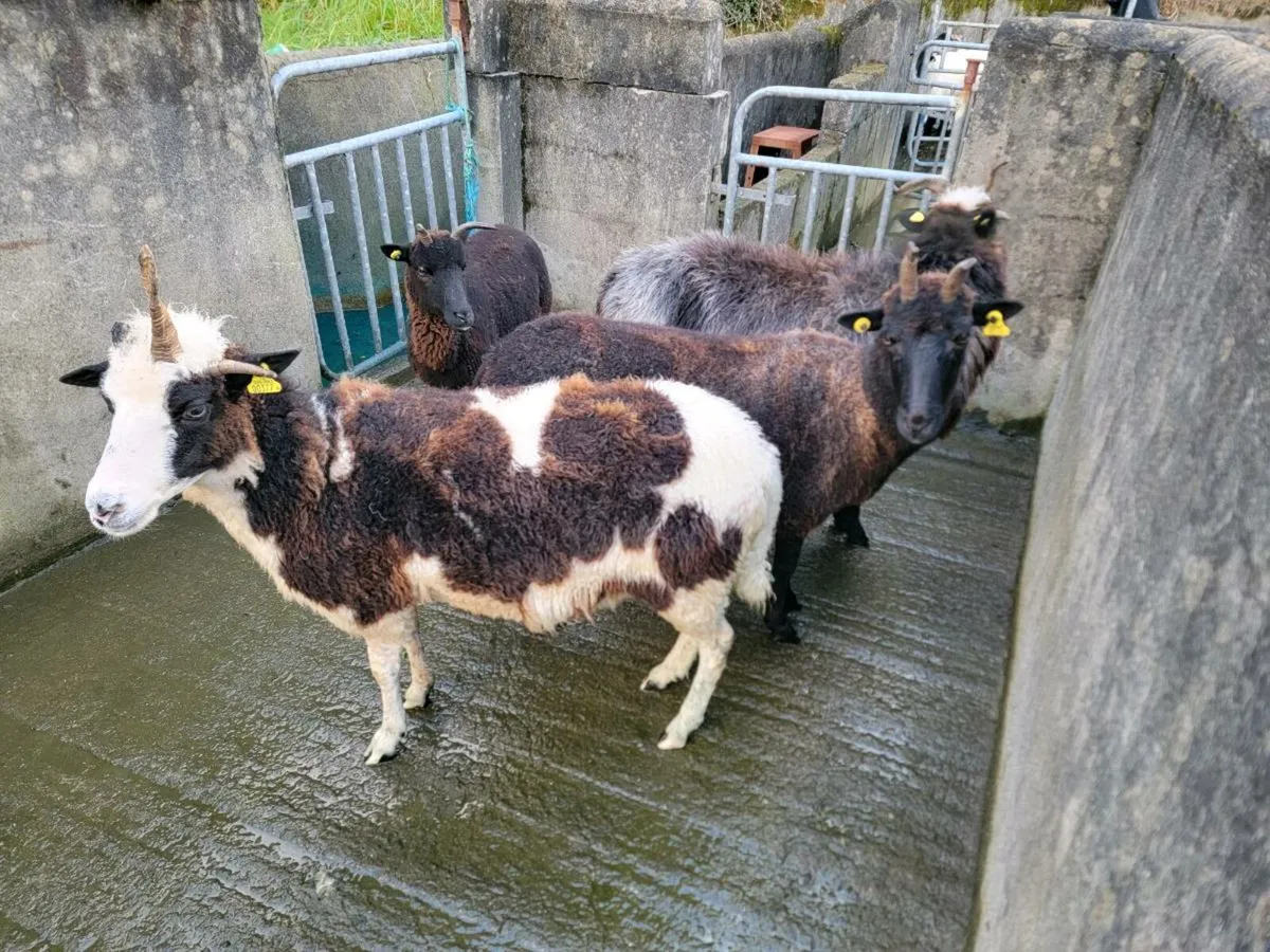 Sheep - Image 1