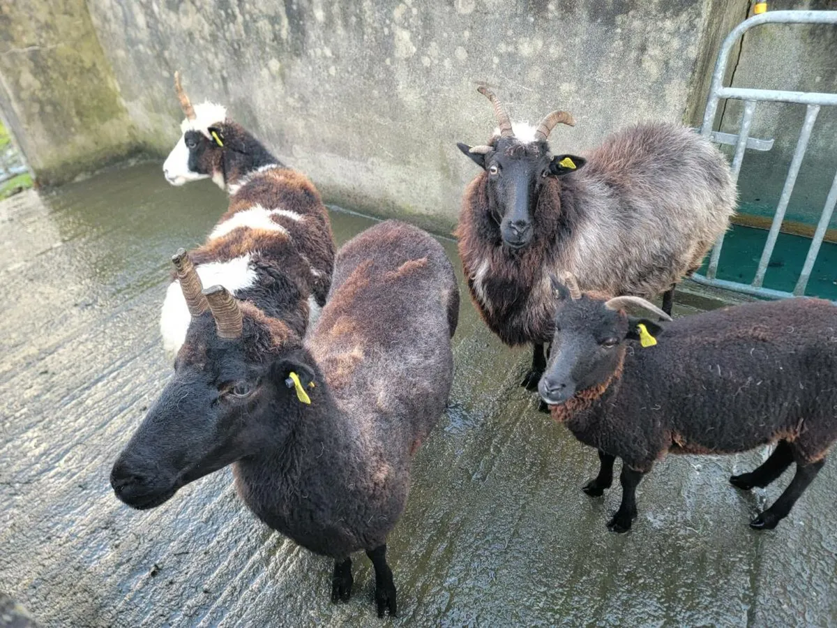 Sheep - Image 2