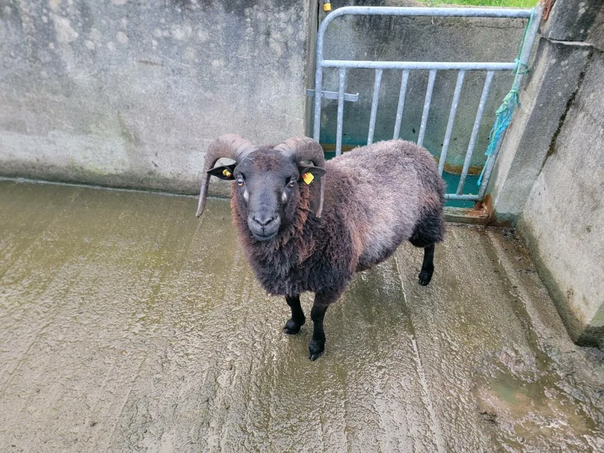 Sheep - Image 3