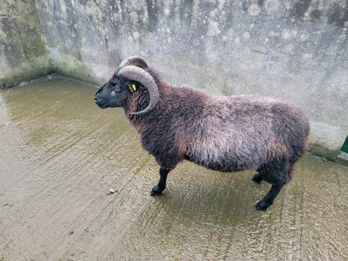 Sheep - Image 4