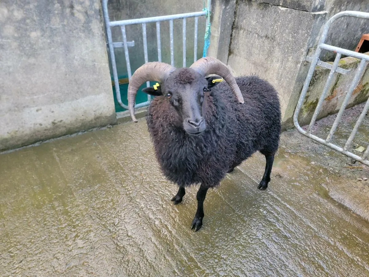Sheep - Image 1
