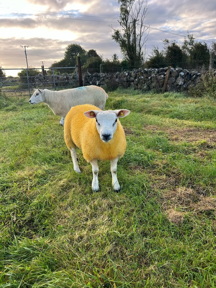 ✅Top quality pure bred Texel ram lamb✅ - Image 1