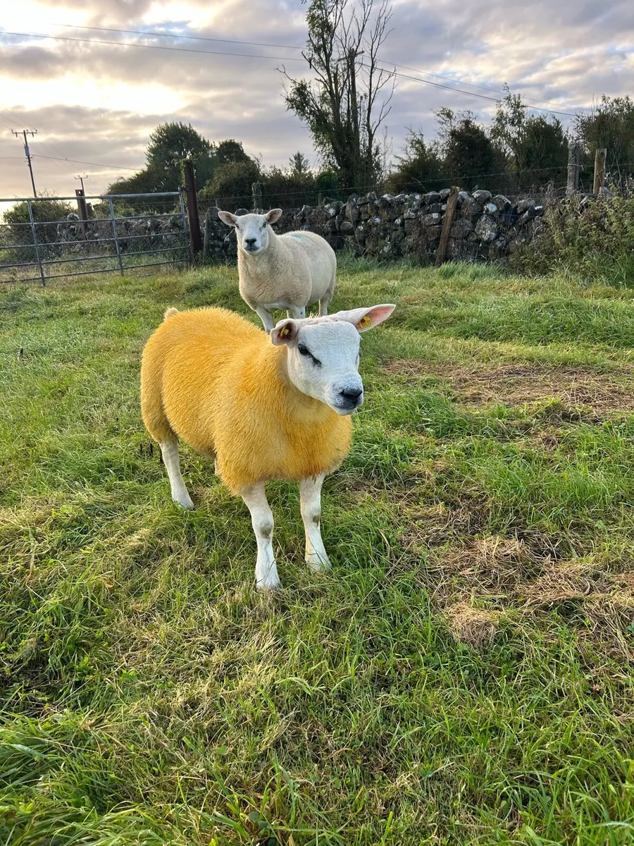 ✅Top quality pure bred Texel ram lamb✅ - Image 2