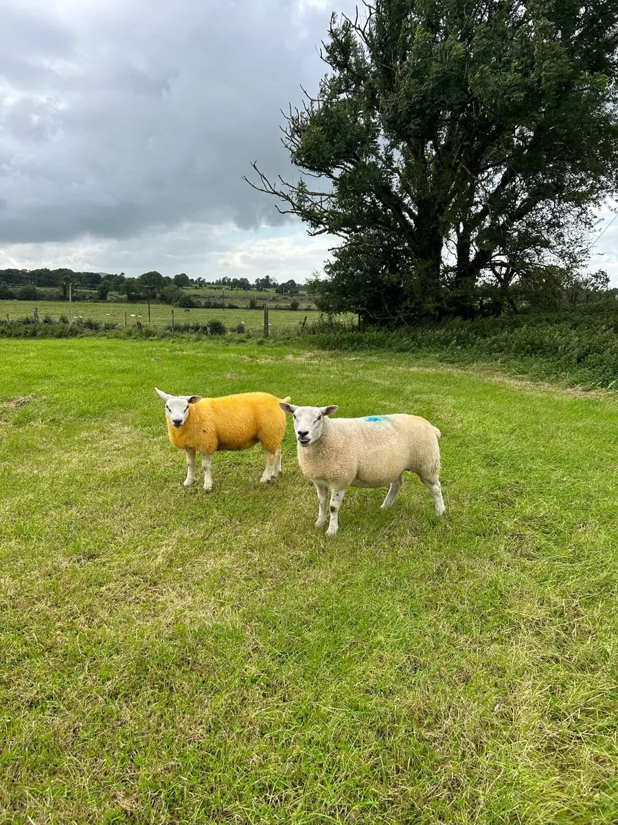 ✅Top quality pure bred Texel ram lamb✅ - Image 3