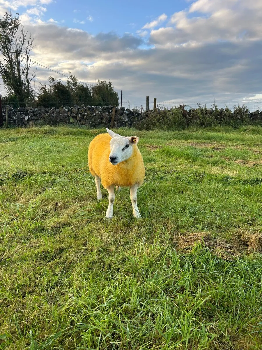 ✅Top quality pure bred Texel ram lamb✅ - Image 4