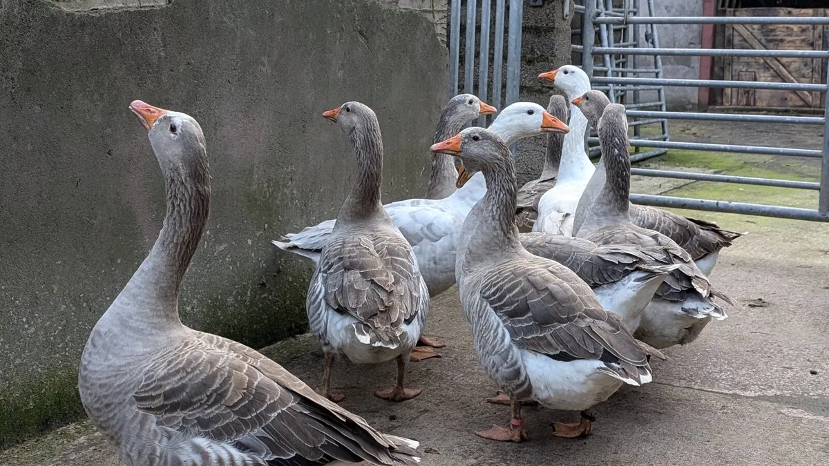 Geese - Image 2