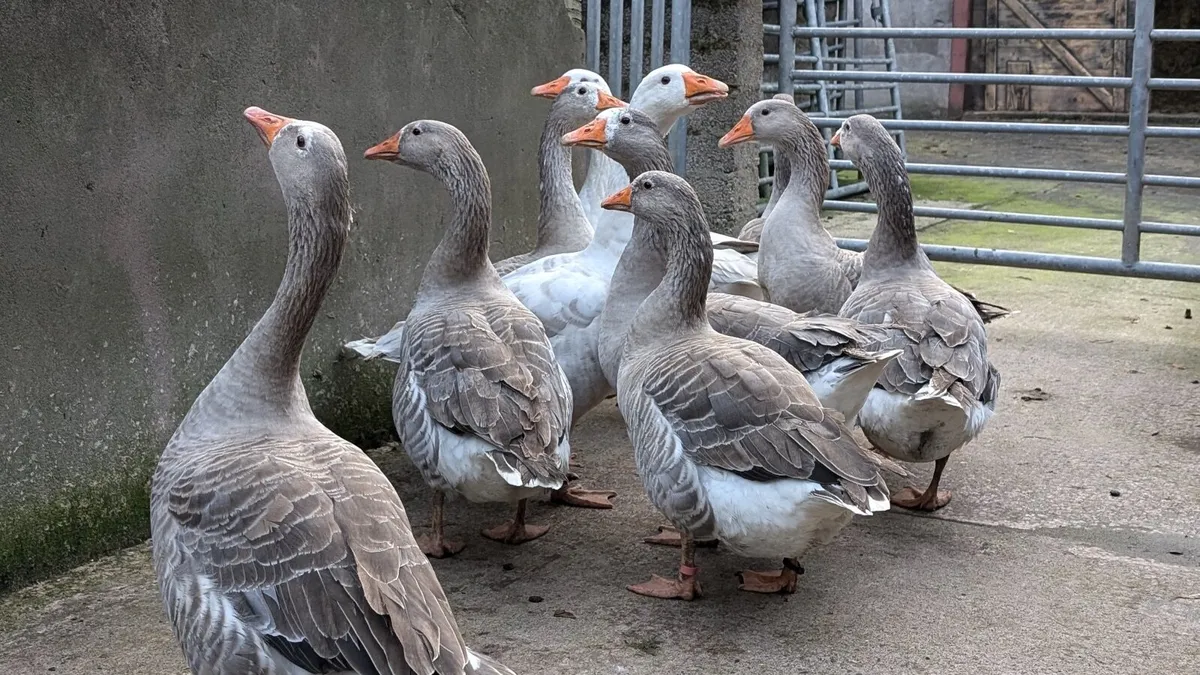 Geese - Image 3