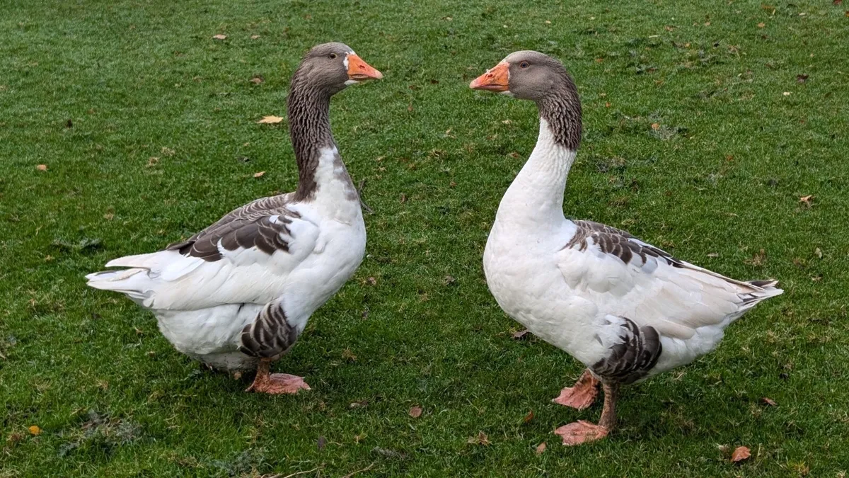 Geese - Image 1
