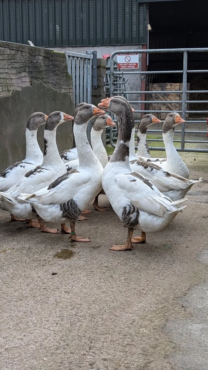Geese - Image 4