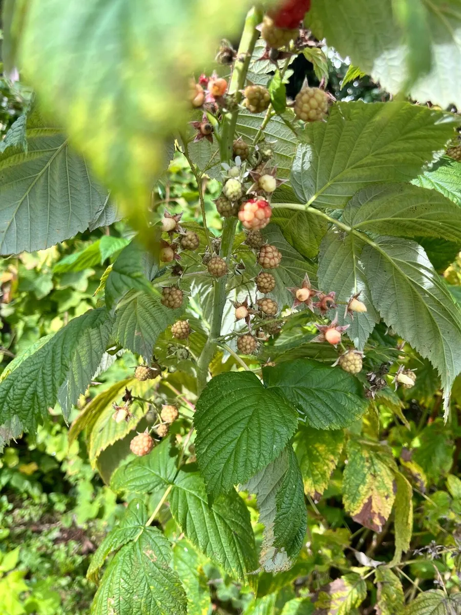 Raspberry bushes - Image 4