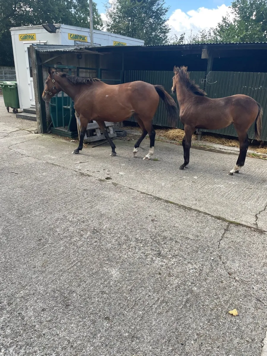 TB mare - Image 1
