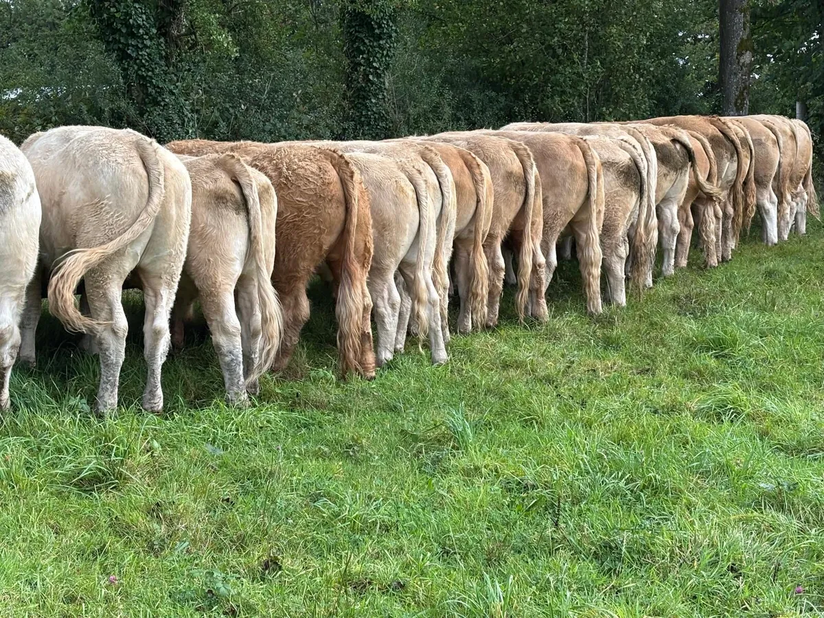 Bullocks @ Ballymahon Mart Thursday 4th Sept - Image 1