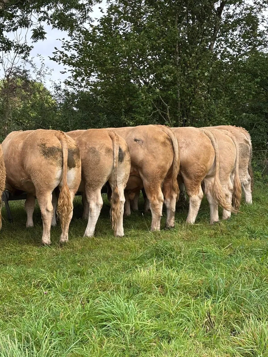 Bullocks @ Ballymahon Mart Thursday 4th Sept - Image 3