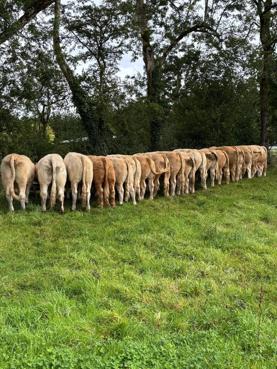 Bullocks @ Ballymahon Mart Thursday 4th Sept - Image 2