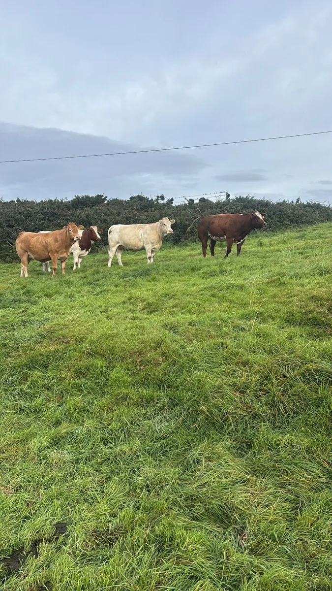 Heifers for sale @ Gortatlea Mart 4th Sept🐄 - Image 2