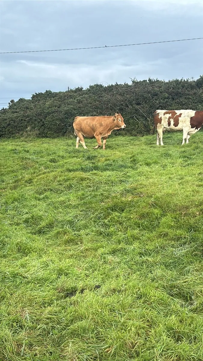 Heifers for sale @ Gortatlea Mart 4th Sept🐄 - Image 3