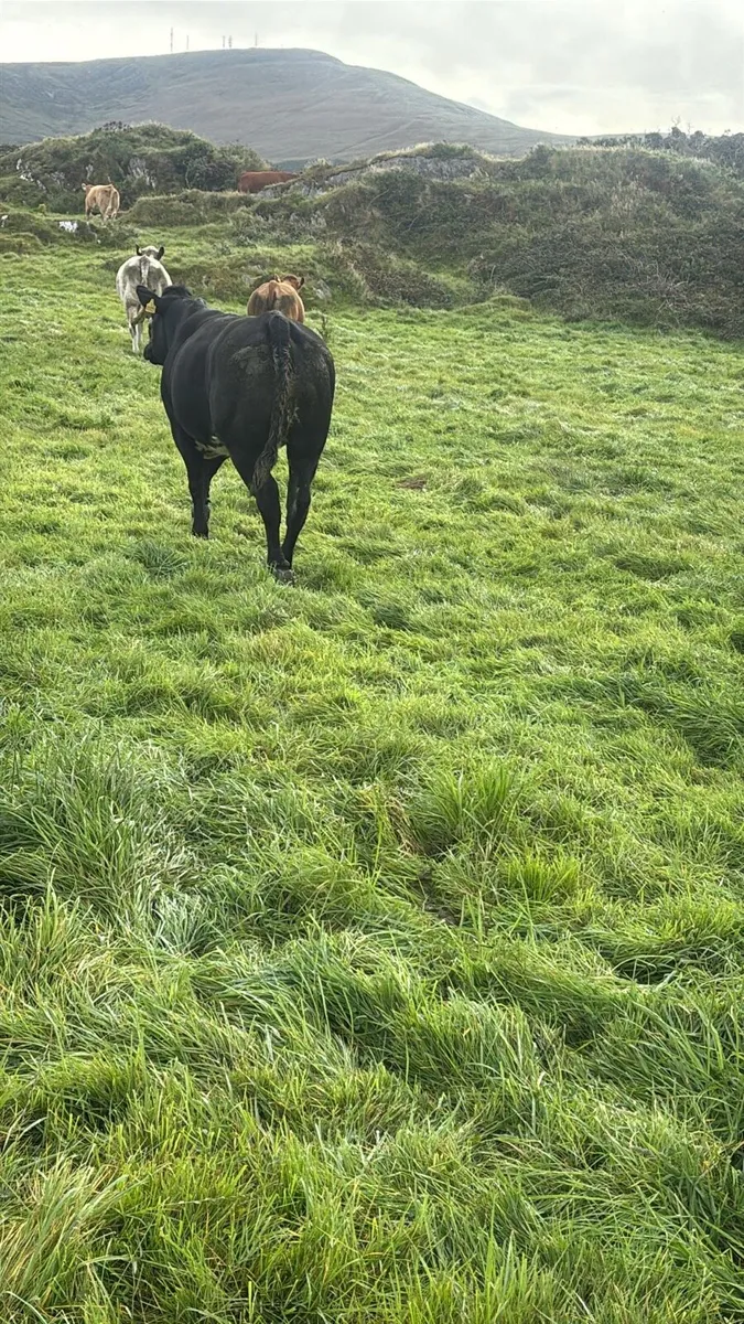 Heifers for sale @ Gortatlea Mart 4th Sept🐄 - Image 4