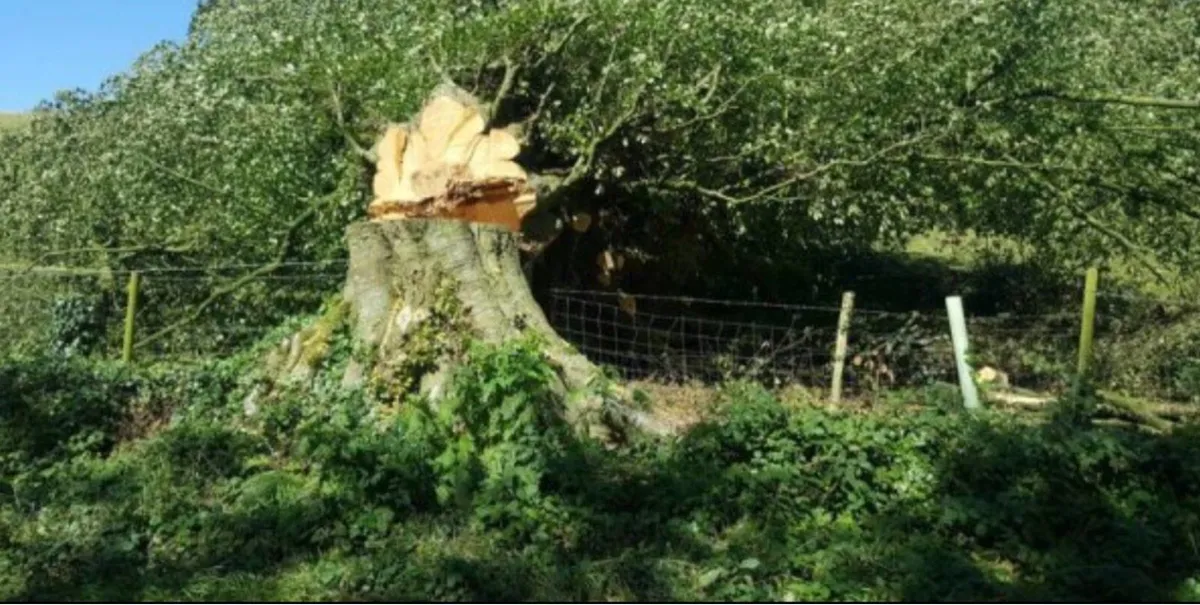 Tree Shear & felling, saw on digger - Image 3