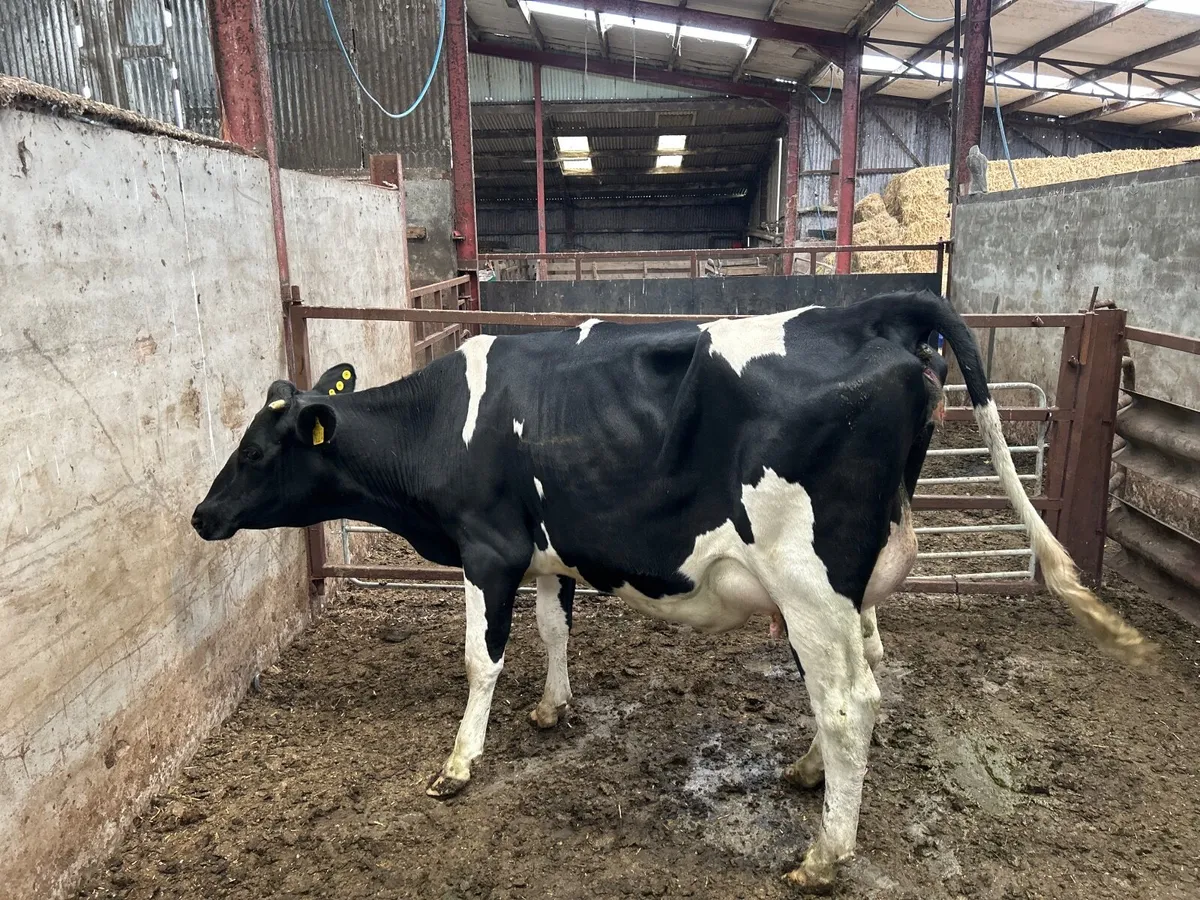Milk heifers