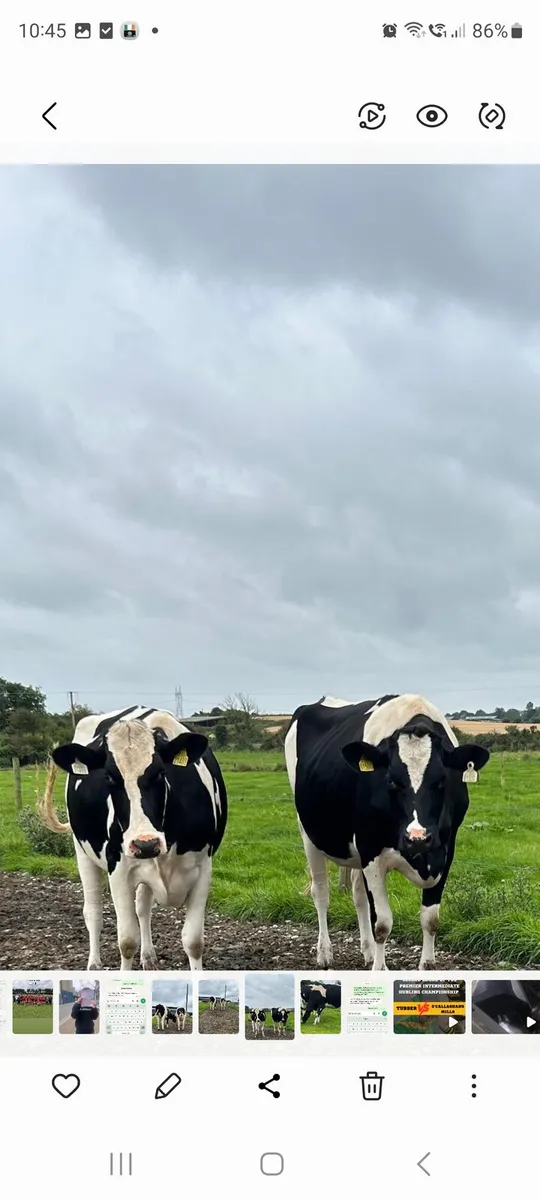 Dairy - Image 1