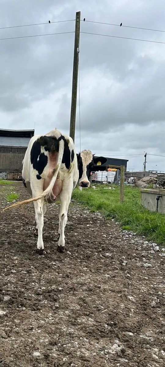 Dairy - Image 2