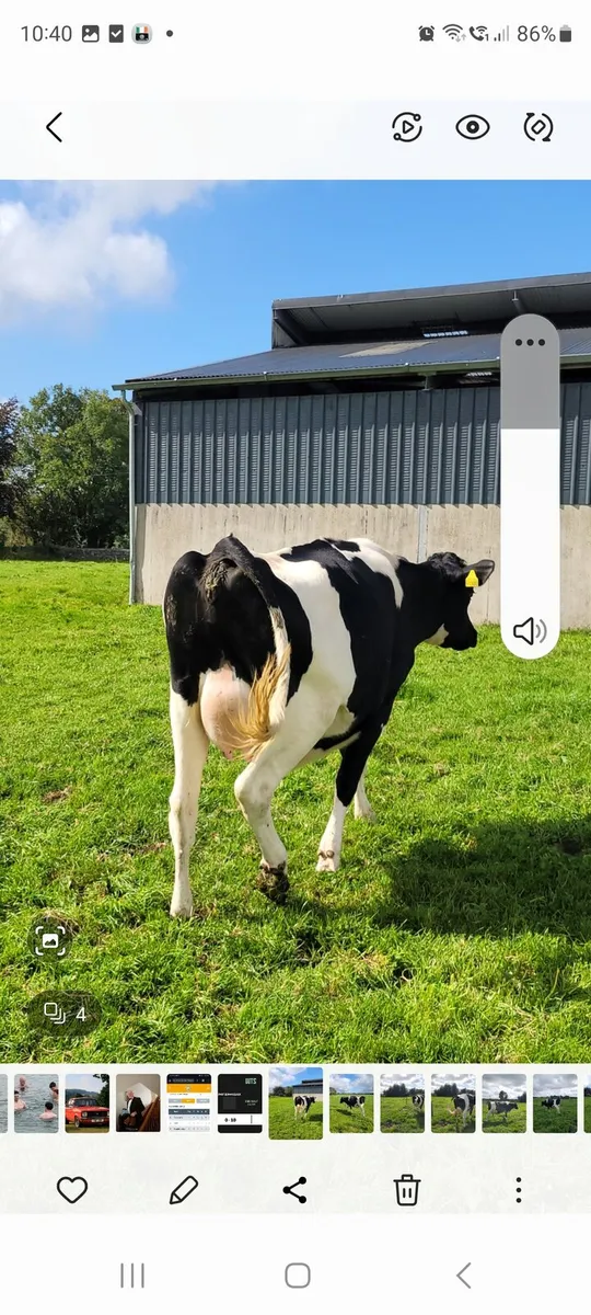 Dairy - Image 3
