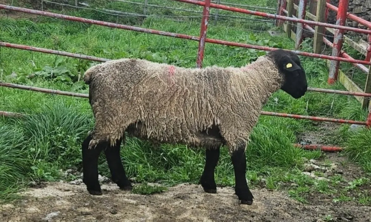 Ram - Image 2