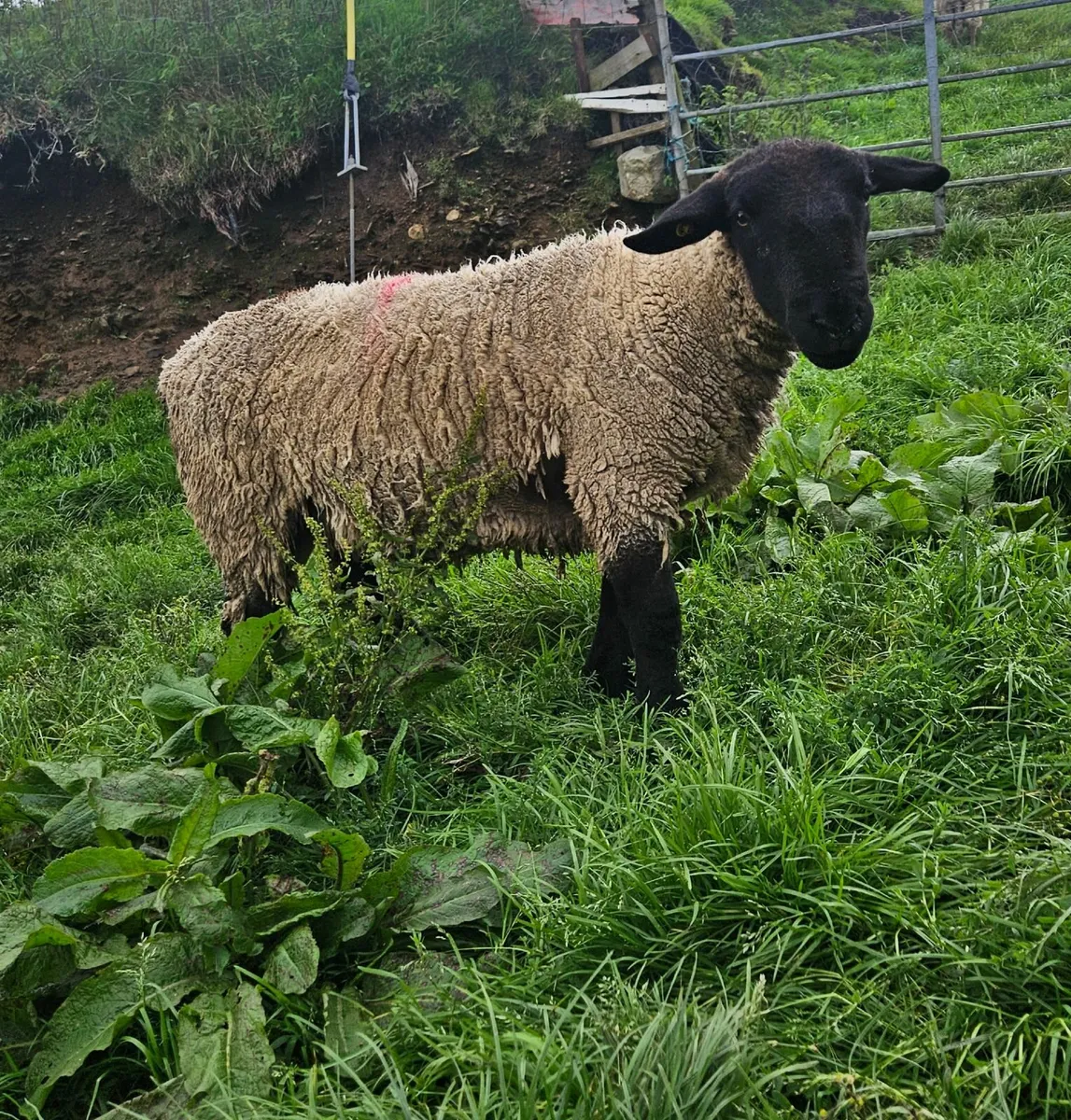 Ram - Image 1