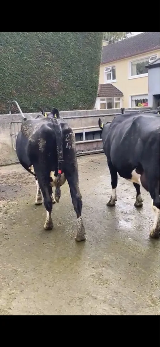 Young Empty Cows - Image 1