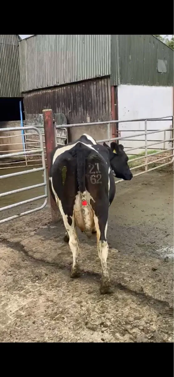 Young Empty Cows - Image 2