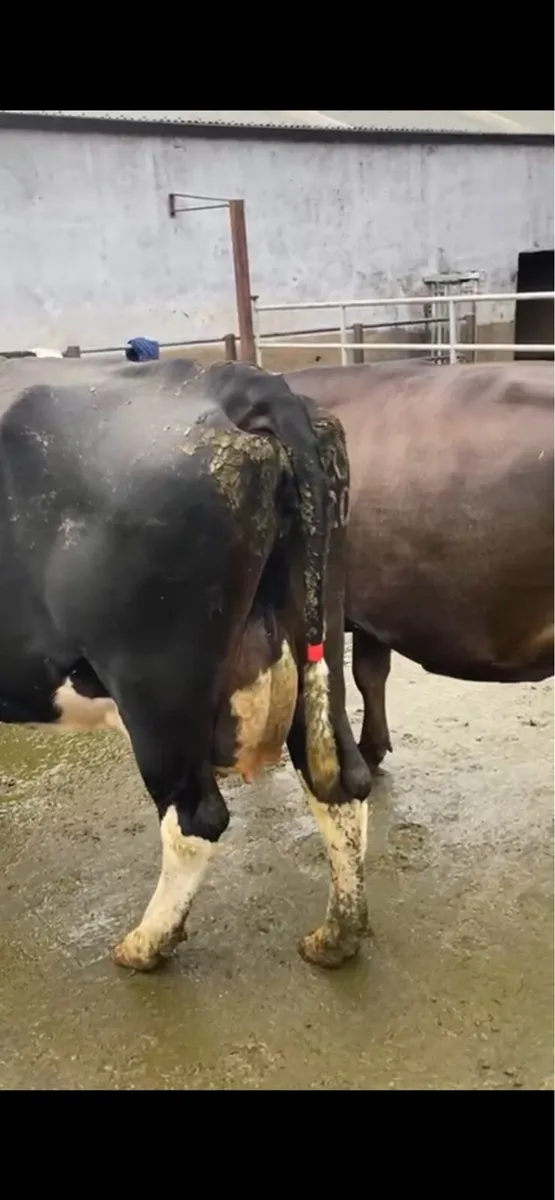 Young Empty Cows - Image 3