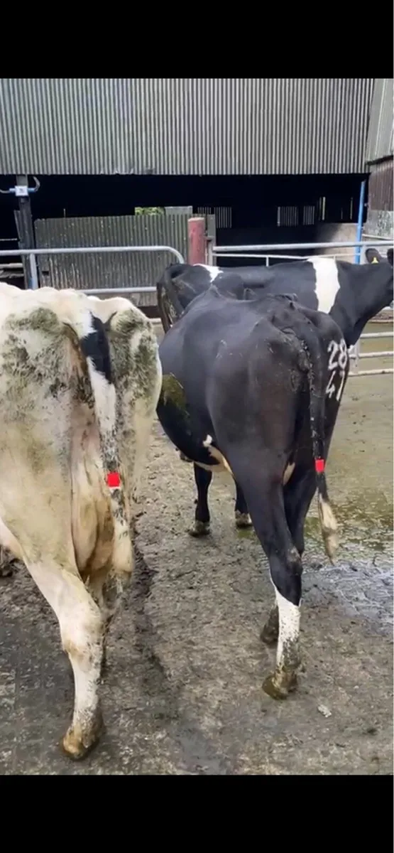 Young Empty Cows - Image 4