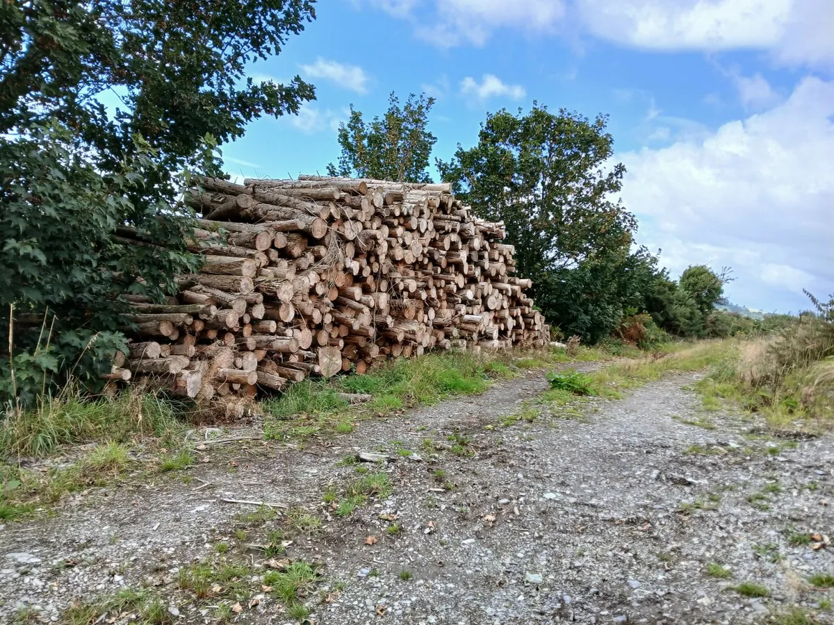Firewood - Image 1
