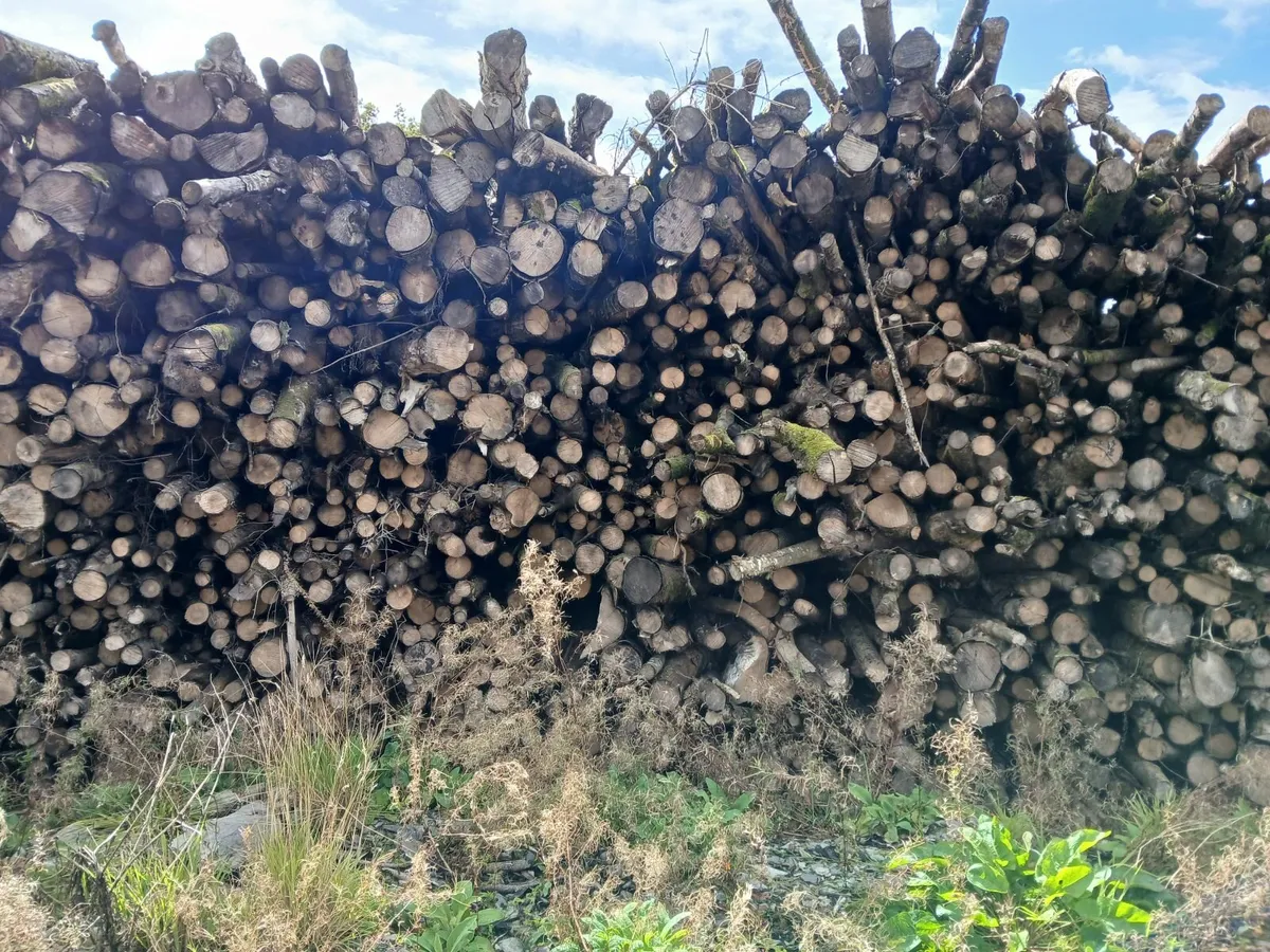 Firewood - Image 2
