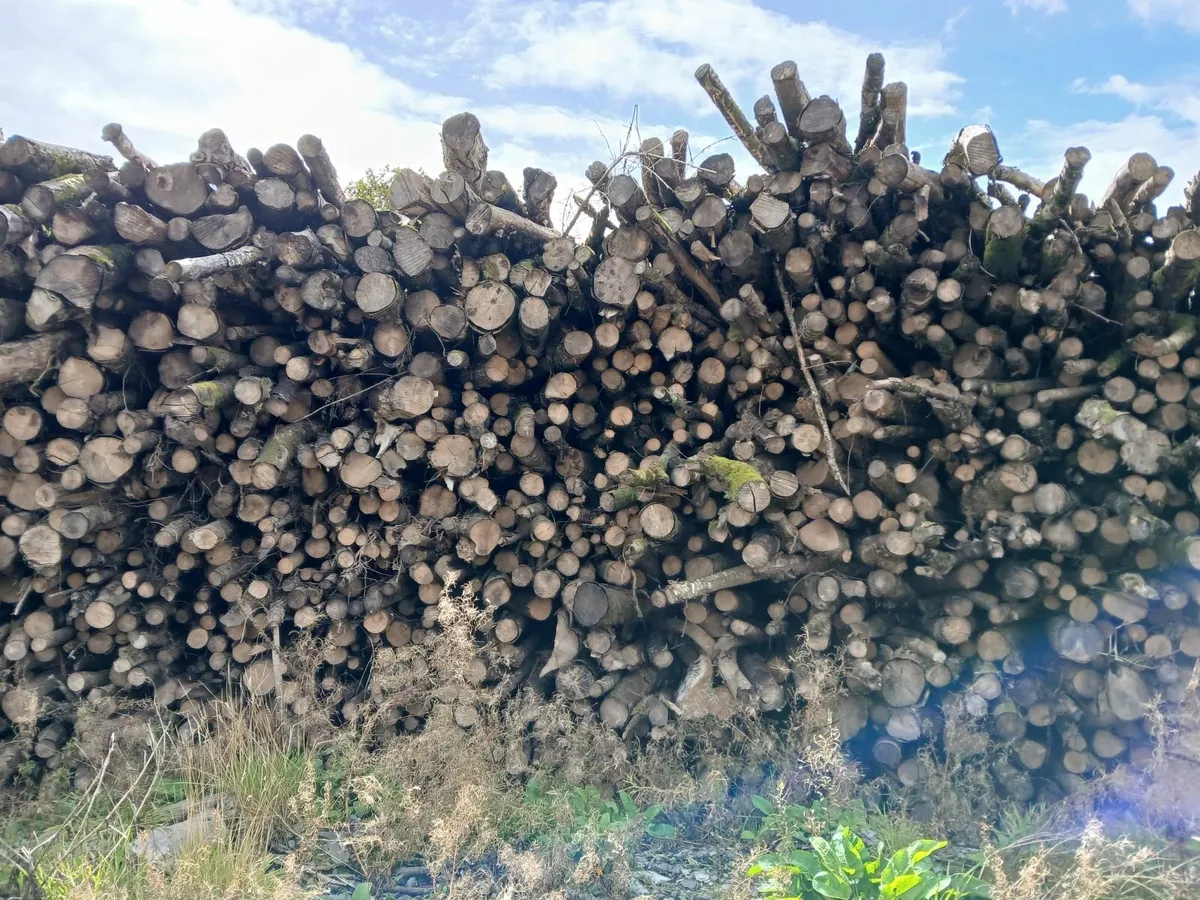 Firewood - Image 3