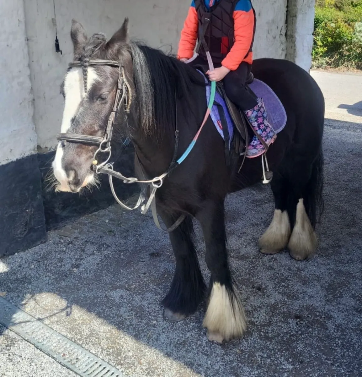 13h Pony - Image 1