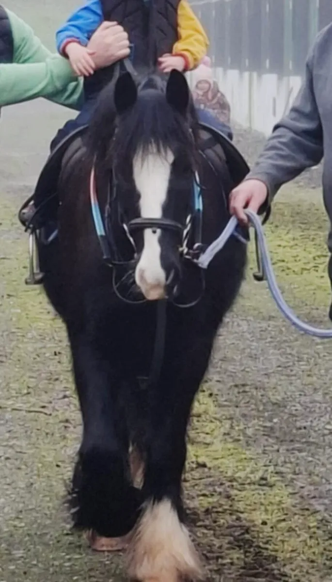 13h Pony - Image 2