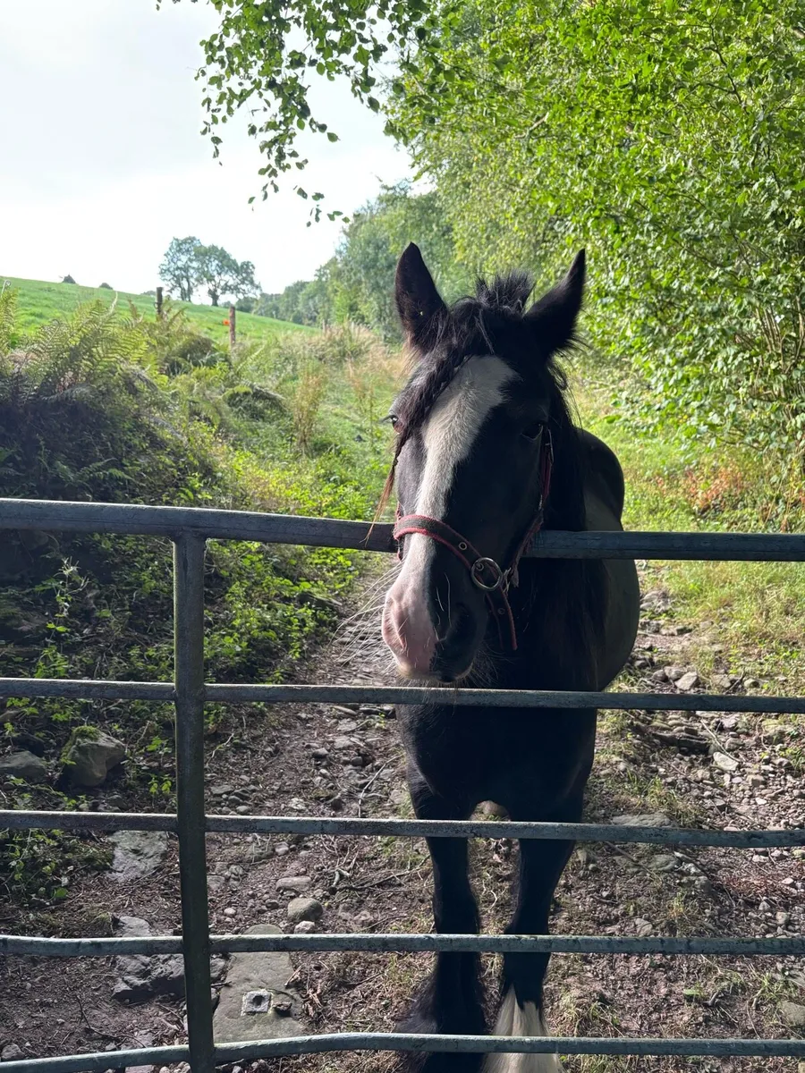 13h Pony - Image 3