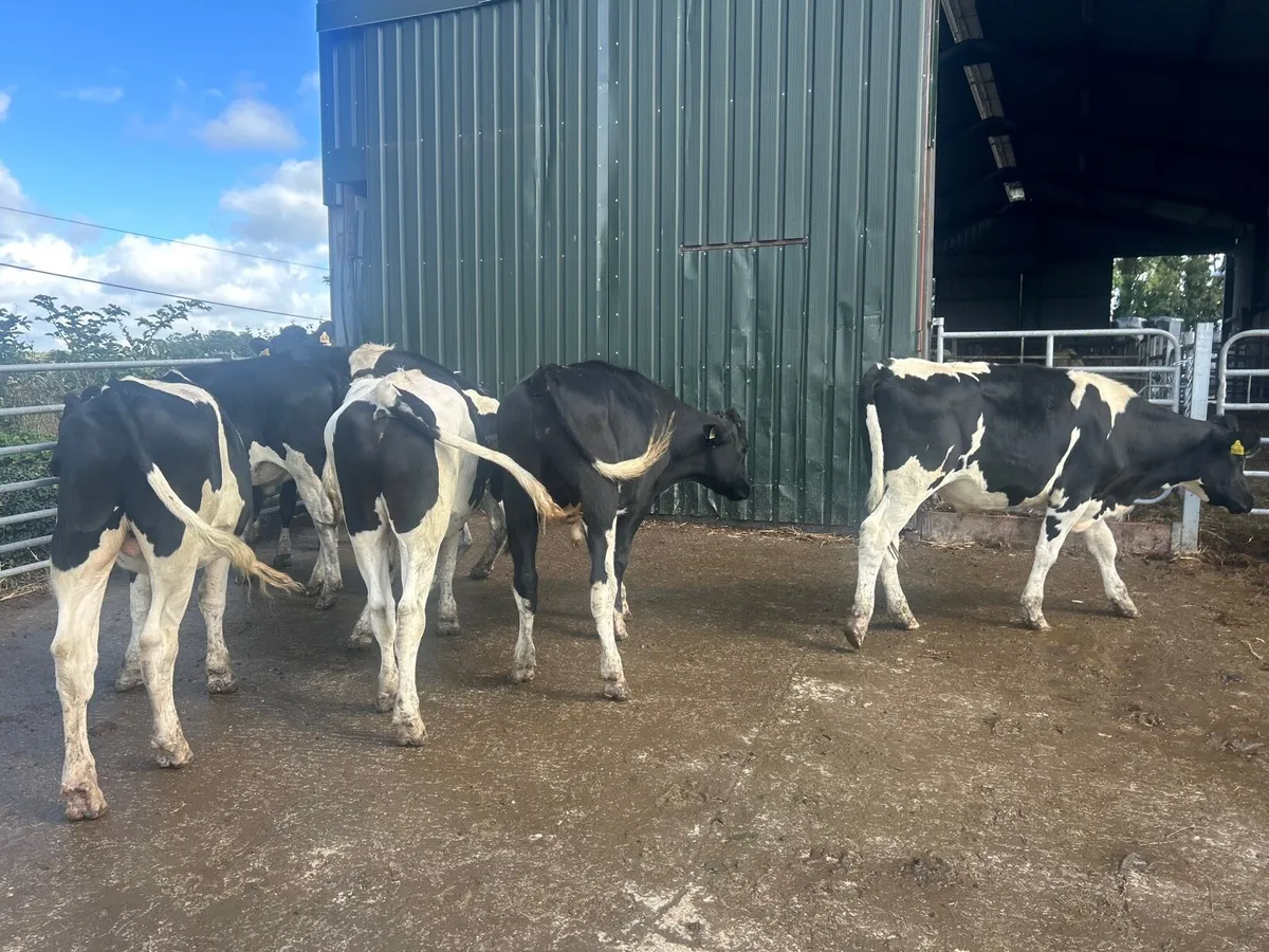 8 super British  Frisian 460kg bullocks - Image 1