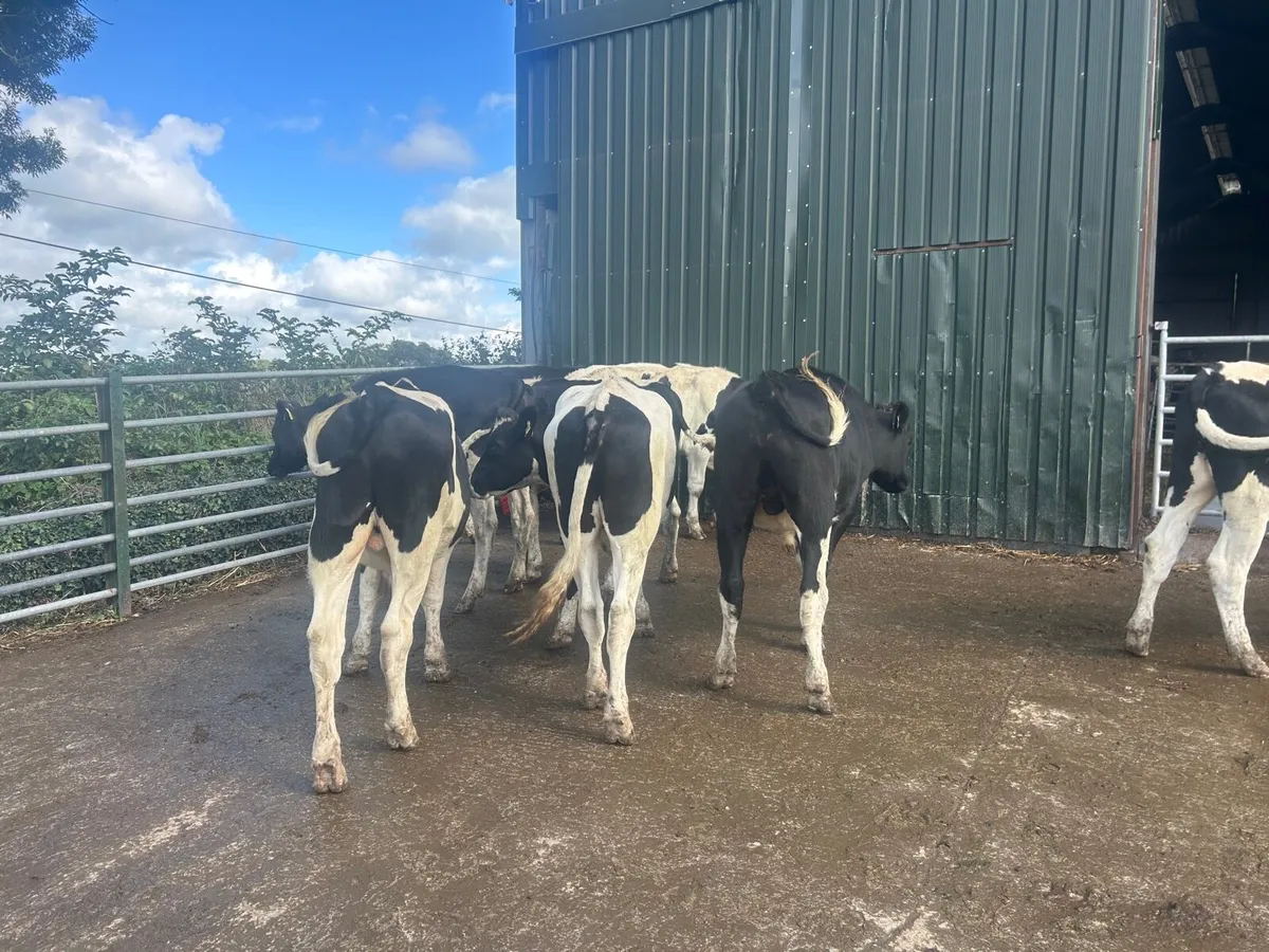 8 super British  Frisian 460kg bullocks - Image 2