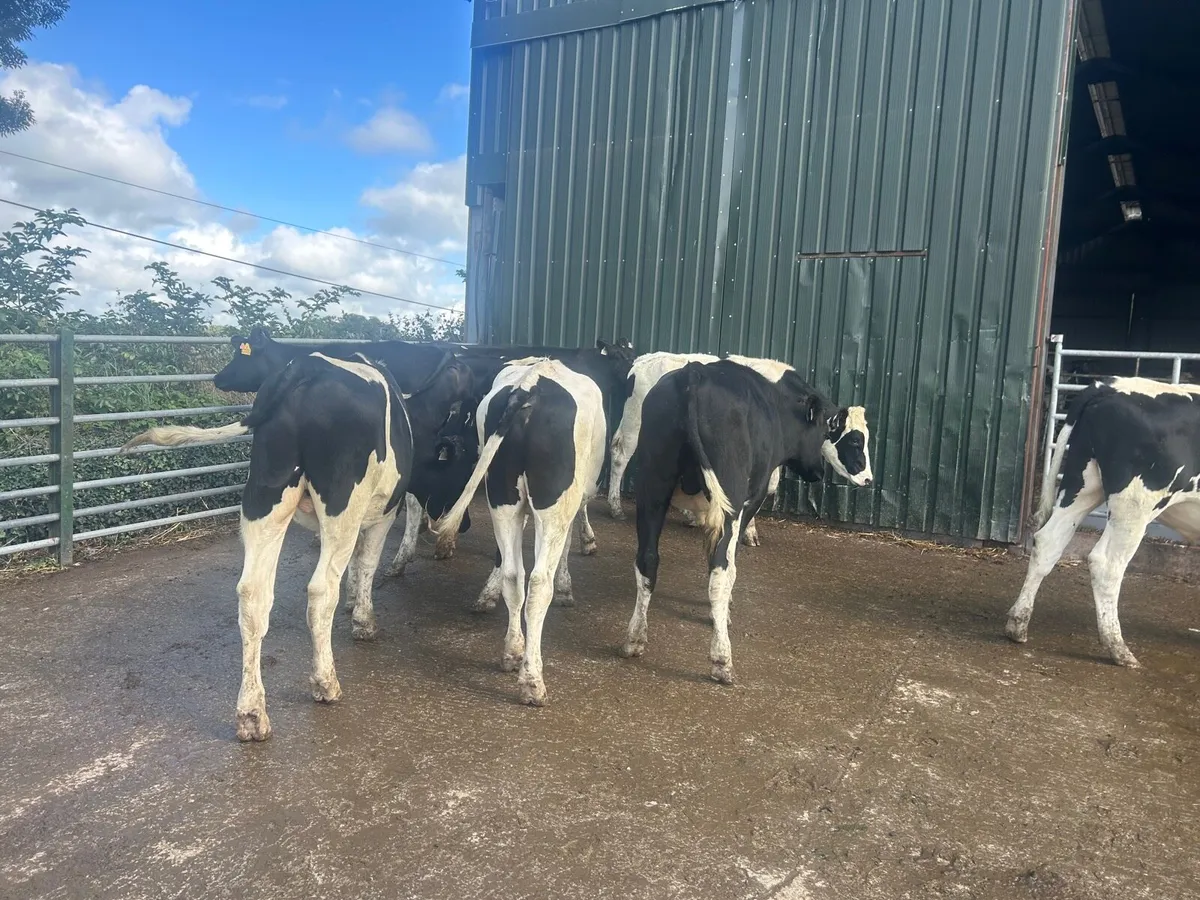 8 super British  Frisian 460kg bullocks - Image 4