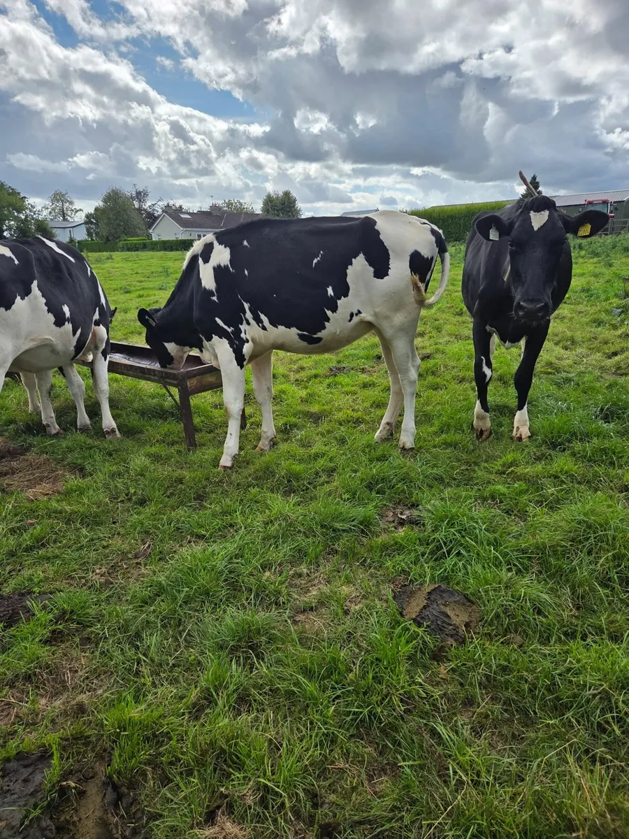 In calf heifers - Image 1