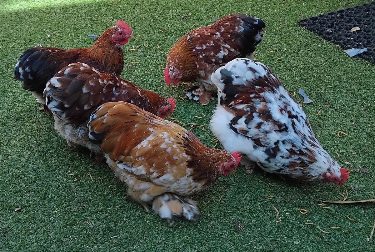 Millefleur pekin bantam - Image 1