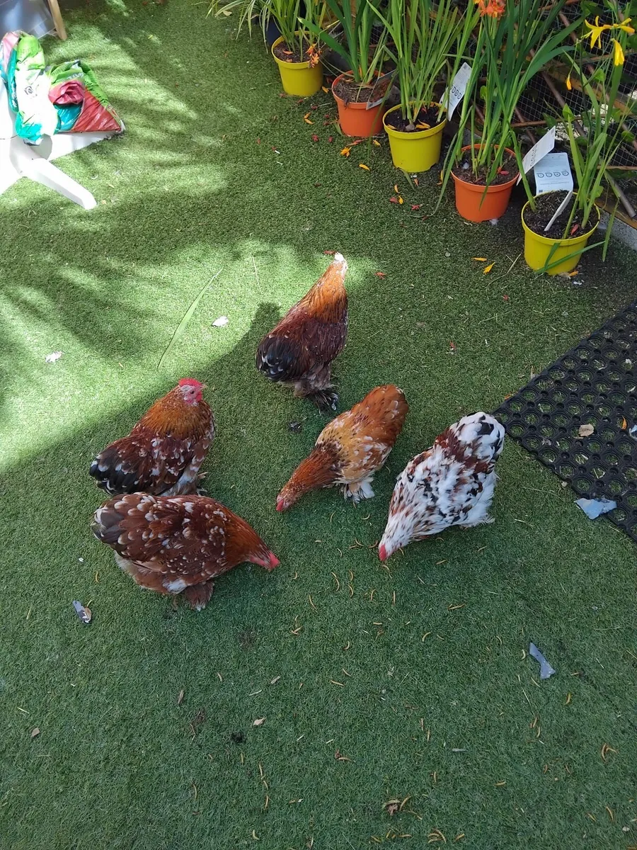Millefleur pekin bantam - Image 2
