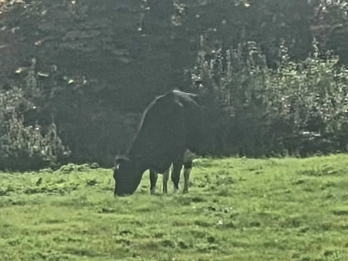 Cow