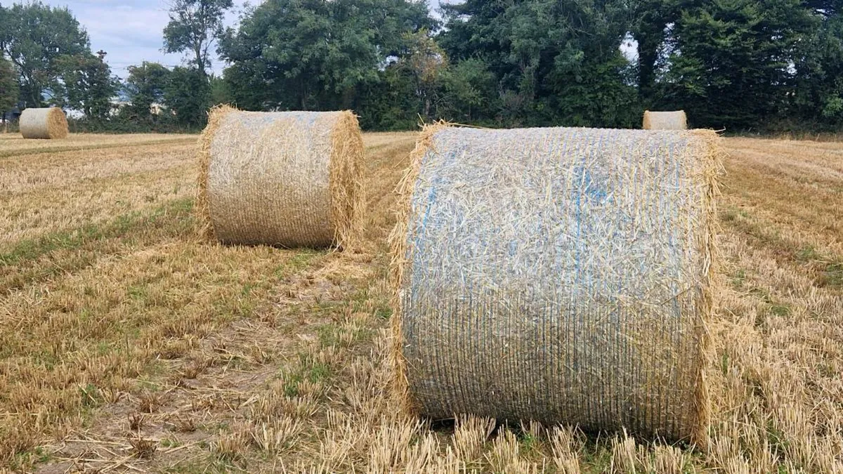 Good Clean Barley Straw. - Image 3