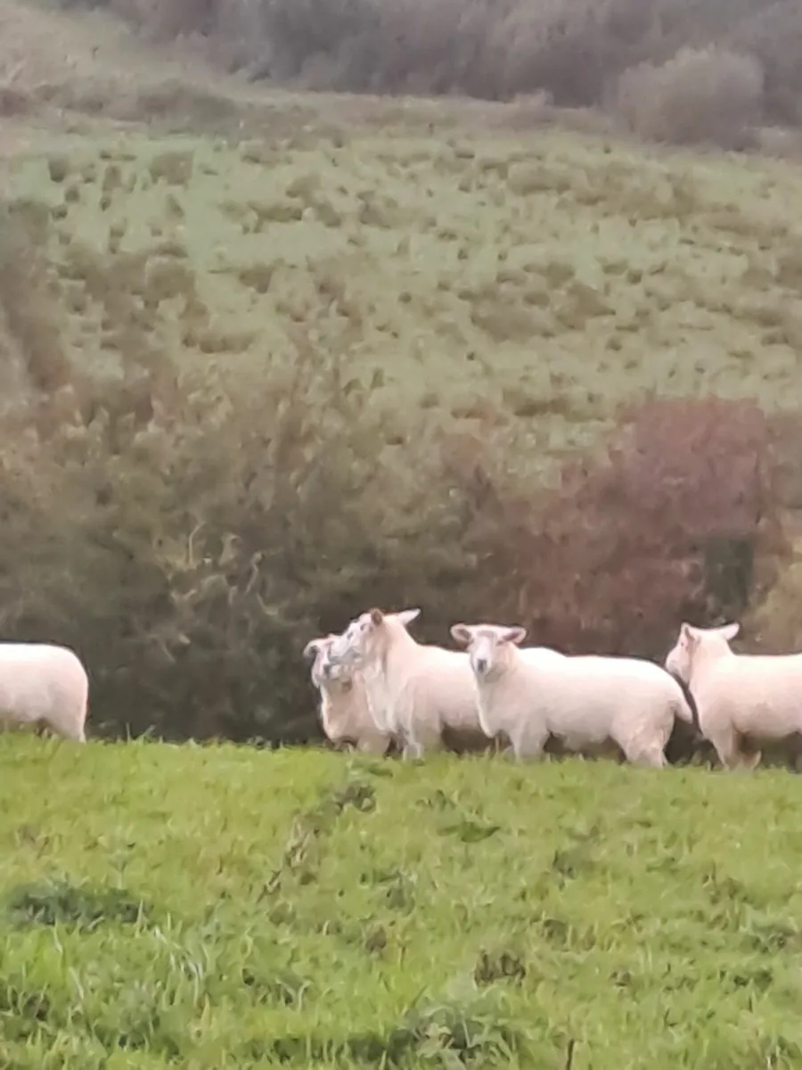 Hogget ewe - Image 2