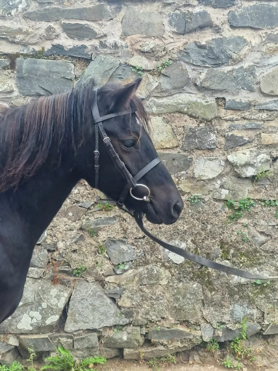 Dartmoor Gelding - Image 4