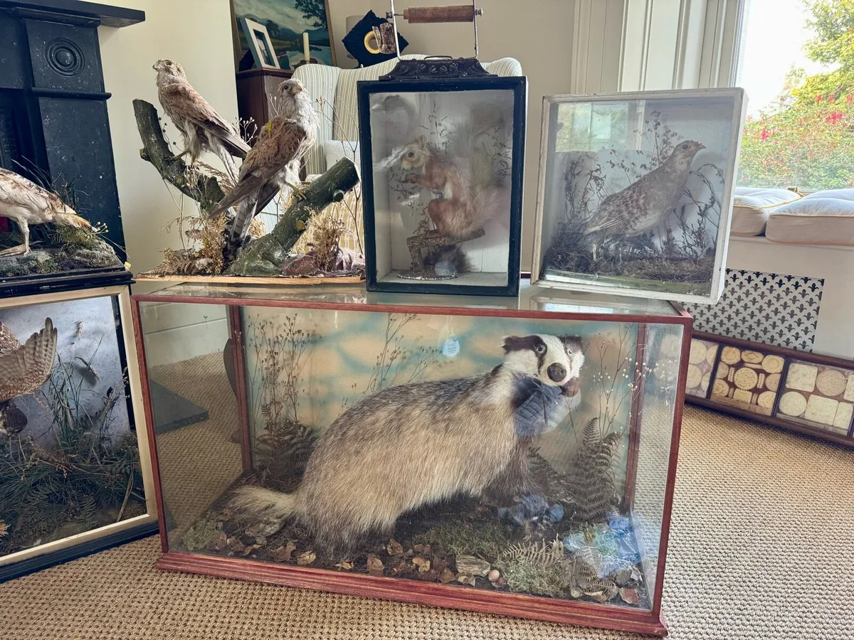 Large lot of antique taxidermy - Image 2