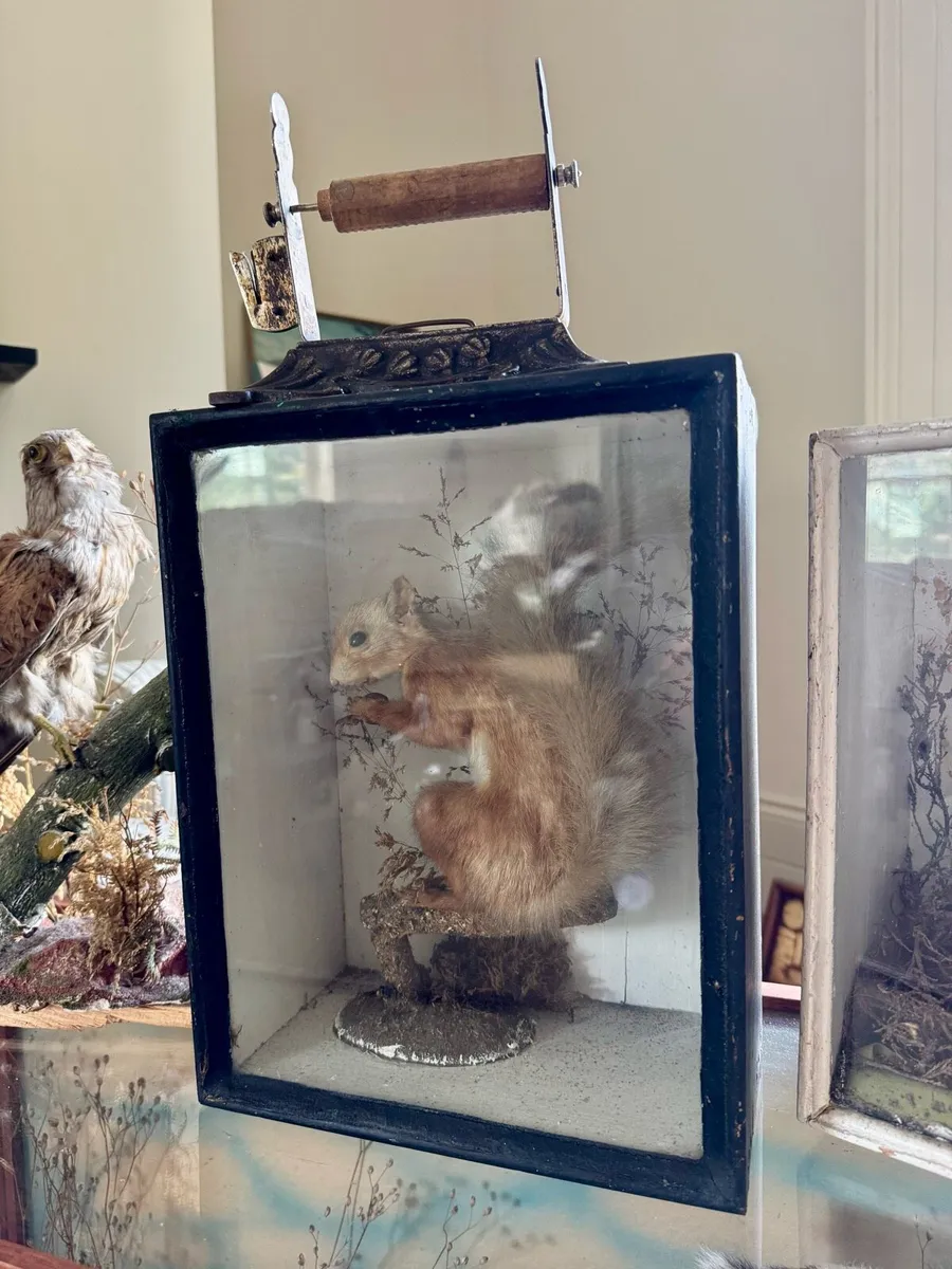 Large lot of antique taxidermy - Image 3